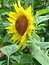 Helianthus annuus, Sonnenblume, Färbepflanze, Färberpflanze, Pflanzenfarben,  färben, Klostergarten Seligenstadt